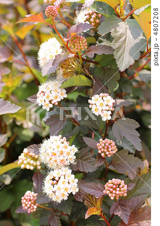 アメリカテマリシモツケーディアボロ 4807208