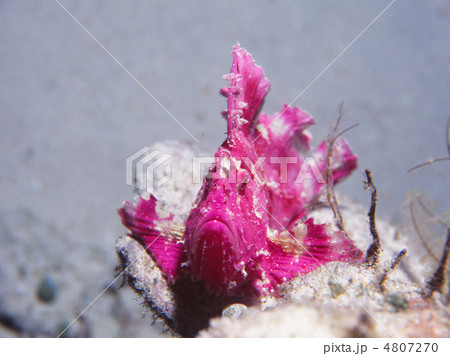 赤いハダカハオコゼ 4807270