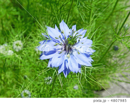 クロタネソウ（黒種草） 4807985