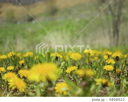 たんぽぽ 4808022