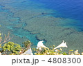 珊瑚礁 4808300
