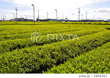 新茶の茶畑 4808361