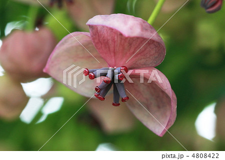 アケビの花 4808422