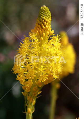 ブルビネラ ブルビネラ 4808440