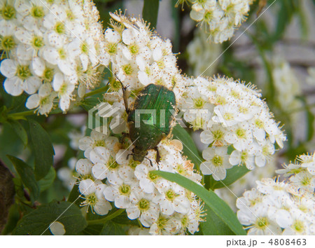ハナムグリとコデマリ 4808463