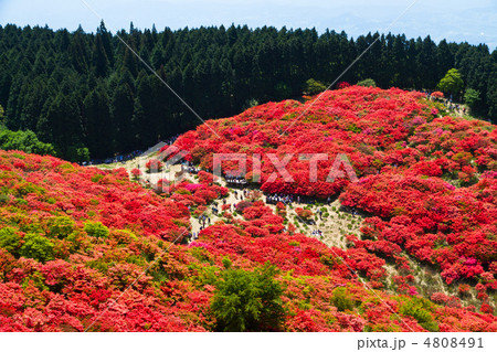 葛城山ツツジ園 4808491