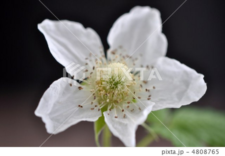 のいちごの花 4808765