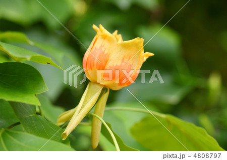 ユリノキの花 ユリノキの花 4808797