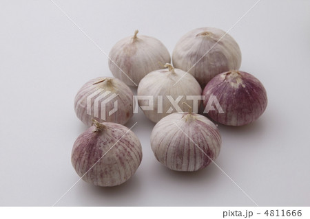 ニンニク一片種 4811666