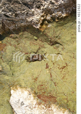 Crab on the rock Crab on the rock 4811922