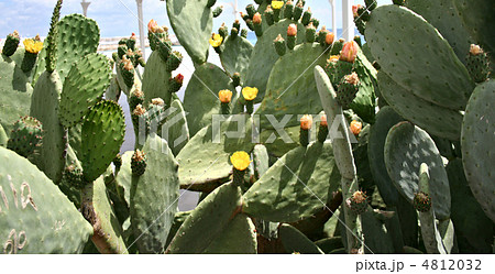 Blooming Prickly Pear or Paddle cactus with yellow flowers Blooming Prickly Pear or Paddle cactus with yellow flowers 4812032