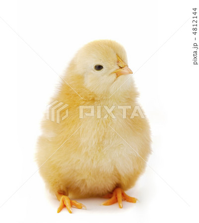 Baby chicken 4812144