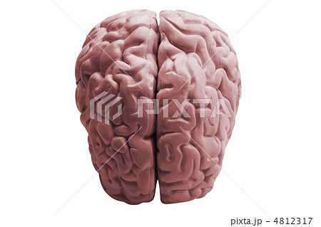The human brain 4812317