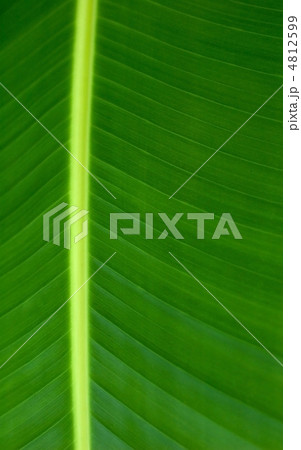 Texture of a green leaf Texture of a green leaf 4812599