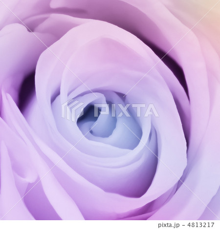 multicolor rose multicolor rose 4813217