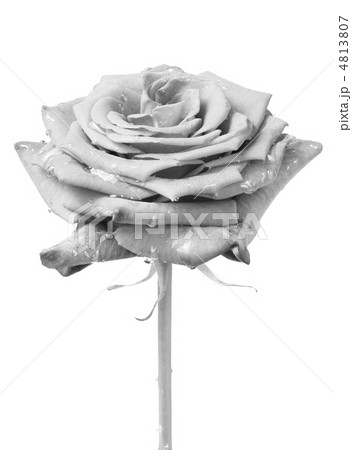 white rose white rose 4813807