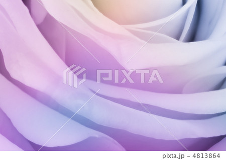 multicolor rose multicolor rose 4813864