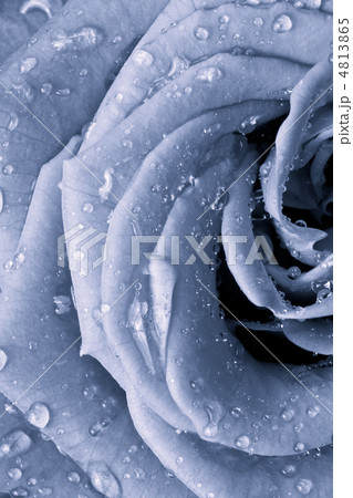 blue rose blue rose 4813865