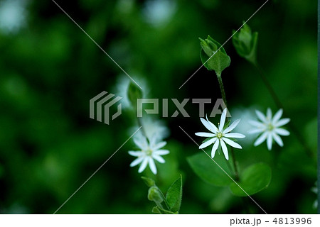 ヤマハコベ ヤマハコベ 4813996