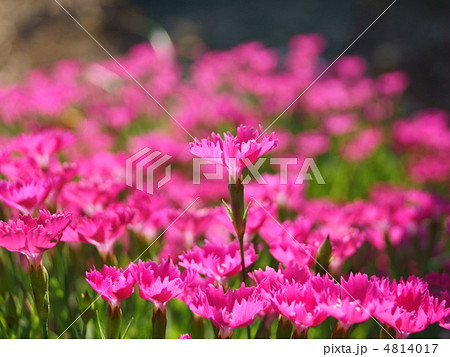 背伸びしたナデシコ 4814017