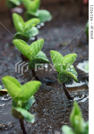 枝豆の発芽 枝豆の発芽 4814021