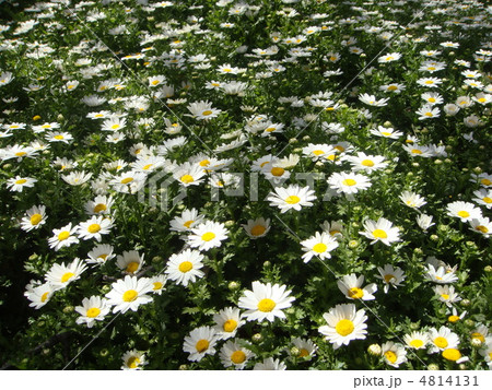 ノースポール ノースポール 4814131