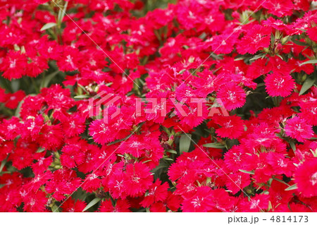 四季咲きナデシコ 4814173