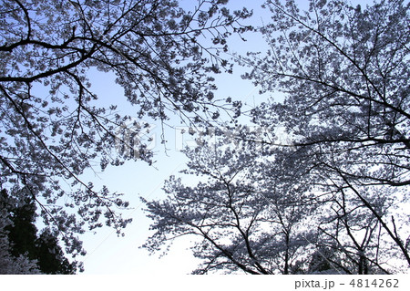 桜 4814262
