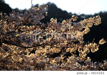 桜 4814263