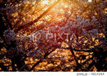 桜 4814264