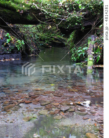 男池湧水群の秋 4814281