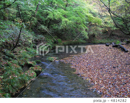 男池湧水群の秋 男池湧水群の秋 4814282