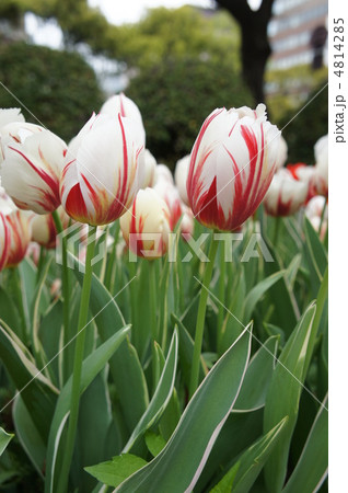 チューリップ カーニバルデリオ チューリップ カーニバルデリオ 4814285