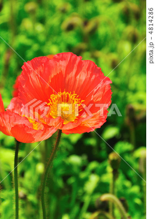 アイスランドポピー 4814286