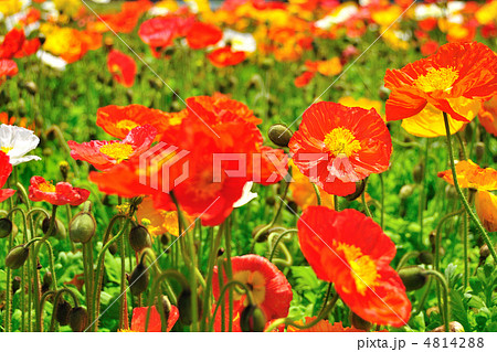 アイスランドポピー 4814288