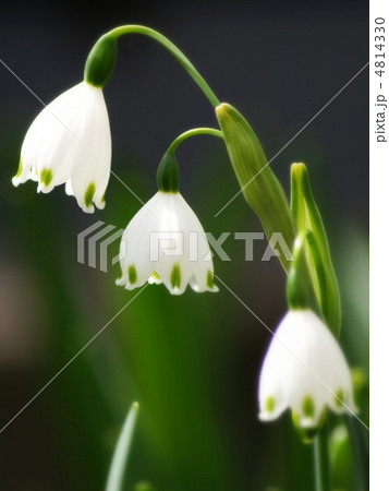 スノーフレーク 鈴蘭水仙 の写真素材