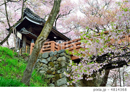 高遠城址公園桜雲橋 4814368