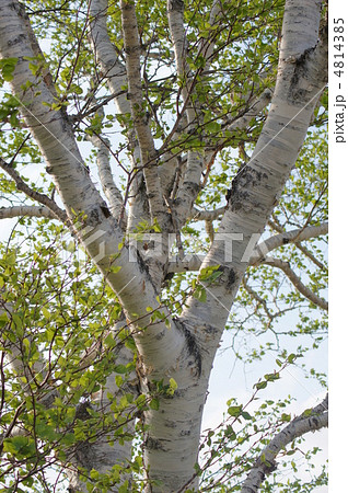 シラカバ 4814385