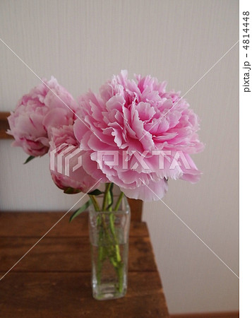 シャクヤク シャクヤク 4814448