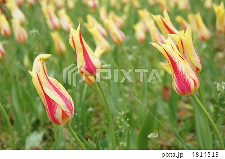 チューリップ　モナリザ 4814513