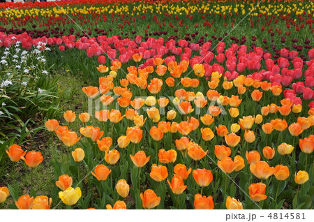 チューリップの花園 4814581