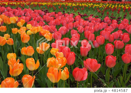 チューリップの花園 4814587