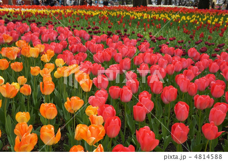 チューリップの花園 4814588