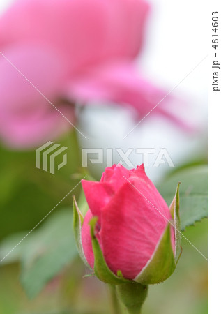 薔薇のつぼみ 4814603
