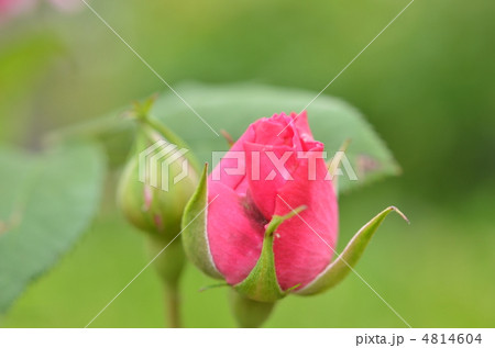 薔薇のつぼみ 4814604