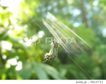 ぶら下った毛虫 ぶら下った毛虫 4814751