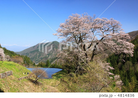 長野県駒つなぎの桜 4814836