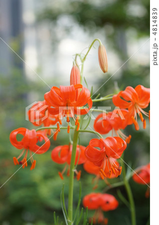 イトハユリ イトハユリ 4814839