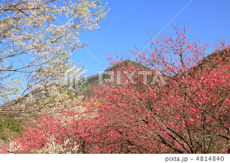 信州の桜 4814840