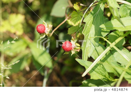 ヘビイチゴ 4814874